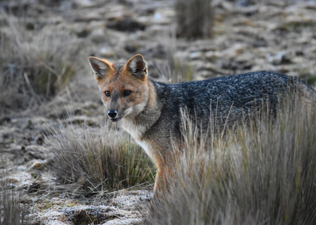 Pseudalopex culpaeus Lobo de páramo