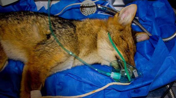 Lobo de Páramo que fue hallado con su cola mutilada dio positivo en pruebas de moquillo y fue sacrificado