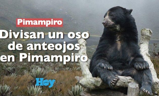 Avistaron un oso de anteojos en el cantón Pimampiro