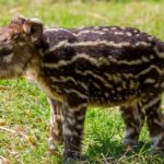Cría de Tapir