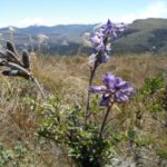 Lupinus smithianus (Chocho de páramo)