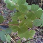 Trifolium repens (Chulco)