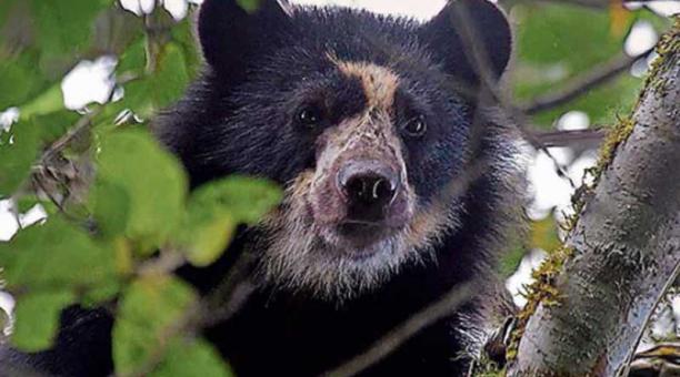 La expansión de los cultivos amenaza al oso andino