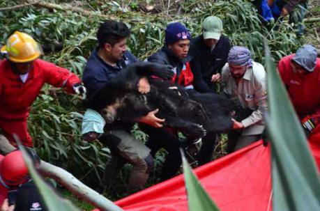 Un oso andino fue rescatado y liberado en Cayambe
