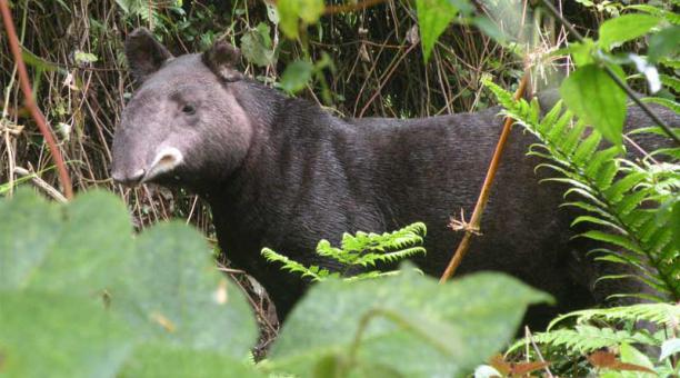 Ecuador es uno de los refugios del tapir