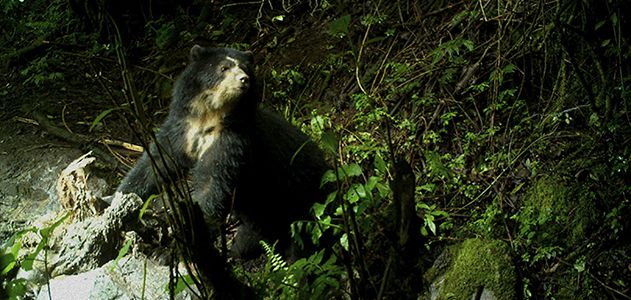 What Should Be Done With Yachak, the Cattle-Killing Bear of the Andes
