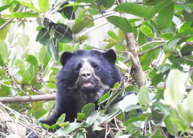 En Pimampiro se puede conocer ejemplares de osos en estado natural